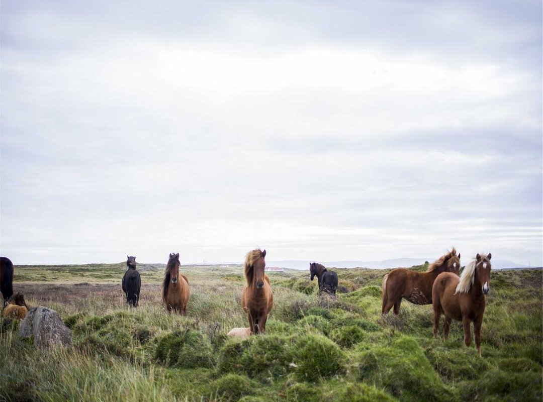 Understanding the Game: Controls and Power-Ups